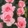 You're Beautiful Floribunda Rose - 3 Ltr Pot 1 You're Beautiful Floribunda Rose - 3 Ltr Pot -Greentide Garden Store 761053