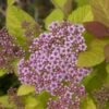 Spiraea 'Double Play Big Bang'