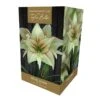Amaryllis Magic Green Gift Pack -Greentide Garden Store 860447