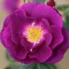 Rhapsody In Blue Floribunda Rose 3L 1 Rhapsody In Blue Floribunda Rose 3L -Greentide Garden Store 867389