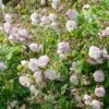 Blush Noisette Climbing/Rambling Rose 6L -Greentide Garden Store 868959