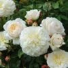 Tranquillity Fragrant English Shrub Rose 6L -Greentide Garden Store 869106