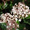 Viburnum Tinus 'Lisarose' -Greentide Garden Store 869198