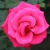 Timeless Charisma Hybrid Tea Rose 3L 1 Timeless Charisma Hybrid Tea Rose 3L -Greentide Garden Store 914173