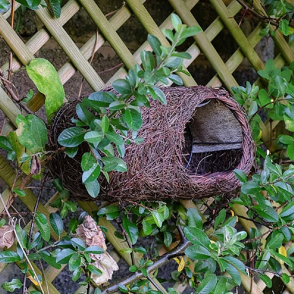 Simon King Brushwood Robin Nester 4 Simon King Brushwood Robin Nester - Image 2