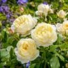 Vanessa Bell Shrub Rose 6L 1 Vanessa Bell Shrub Rose 6L -Greentide Garden Store 999507