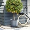 Elho Algarve Cilindro Planter With Wheels 40cm 1 Elho Algarve Cilindro Planter With Wheels 40cm -Greentide Garden Store ALG CIL WHEEL 40