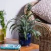 Ananas Mi Amigo (Pineapple Plant) -Greentide Garden Store ANANAS