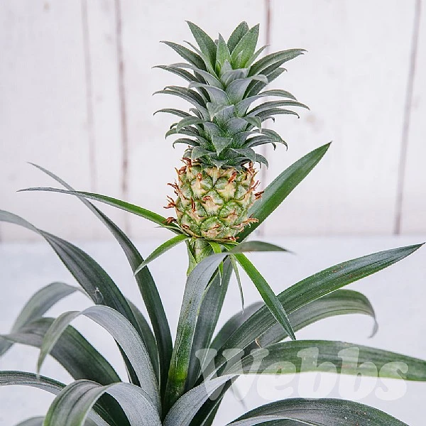 Ananas Mi Amigo (Pineapple Plant) 4 Ananas Mi Amigo (Pineapple Plant) - Image 2