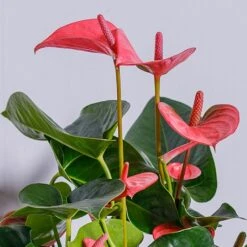 Anthurium Pink (Flamingo Flower) -Greentide Garden Store ANTPINKCHA 2