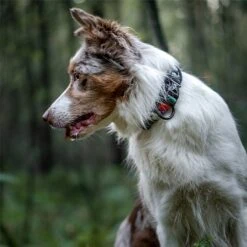 Twiggy Tags Aurora Adventure Collar - Various Sizes -Greentide Garden Store AURADCOL 3