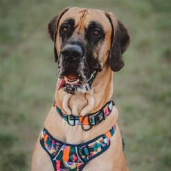 Twiggy Tags Aurora Adventure Collar - Various Sizes -Greentide Garden Store AURADCOL 4