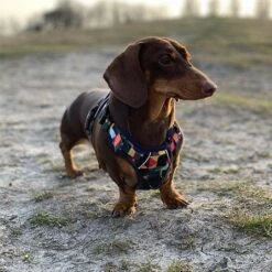 Twiggy Tags Aurora Adventure Harness - Various Sizes -Greentide Garden Store AURADHARN 2