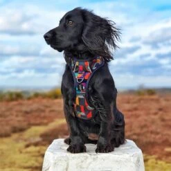 Twiggy Tags Aurora Adventure Harness - Various Sizes -Greentide Garden Store AURADHARN 4