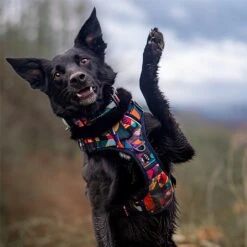 Twiggy Tags Aurora Adventure Harness - Various Sizes -Greentide Garden Store AURADHARN 5