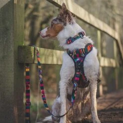 Twiggy Tags Aurora Adventure Lead - Various Sizes 6 Twiggy Tags Aurora Adventure Lead - Various Sizes -Greentide Garden Store AURADLEAD 2