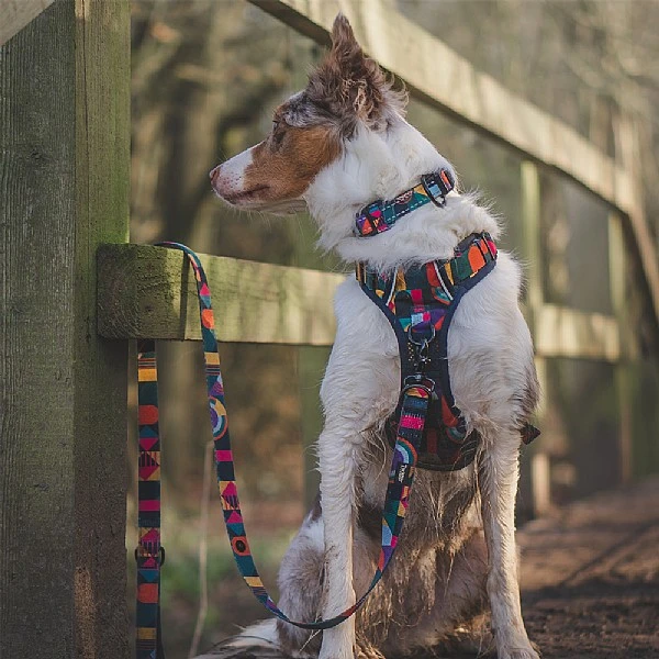 Twiggy Tags Aurora Adventure Lead - Various Sizes 4 Twiggy Tags Aurora Adventure Lead - Various Sizes - Image 2