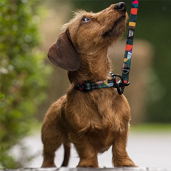 Twiggy Tags Aurora Adventure Lead - Various Sizes 5 Twiggy Tags Aurora Adventure Lead - Various Sizes - Image 3