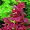 Berberis Thunbergii 'Orange Rocket' -Greentide Garden Store BEORO