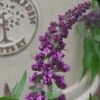 Buddleja 'Rocket Star Orchid' 2 Buddleja 'Rocket Star Orchid' -Greentide Garden Store BUDROCORC