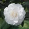 Camelia Japonica 'White' -Greentide Garden Store CAMELIAWHT