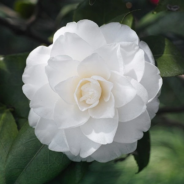 Camelia Japonica 'White' 3 Camelia Japonica 'White'