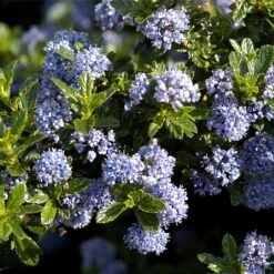 Ceanothus 'Blue Mound'