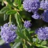 Ceanothus 'Concha' -Greentide Garden Store CEACONC
