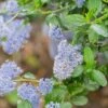 Ceanothus Skylark -Greentide Garden Store CEANSKYLAR