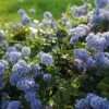 Ceanothus Thrysiflorus 'Repens' -Greentide Garden Store CEAREPN