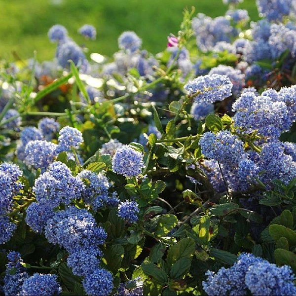 Ceanothus Thrysiflorus 'Repens' 3 Ceanothus Thrysiflorus 'Repens'