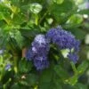 Ceanothus Griseus 'Yankee Point' -Greentide Garden Store CEAYANKEEPNT