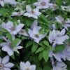 Clematis 'Bernadine' 2 Clematis 'Bernadine' -Greentide Garden Store CLEMBERN