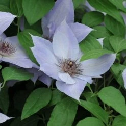 Clematis 'Bernadine' -Greentide Garden Store CLEMBERN 1