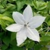 Clematis 'Tsukiko' -Greentide Garden Store CLEMTSUK