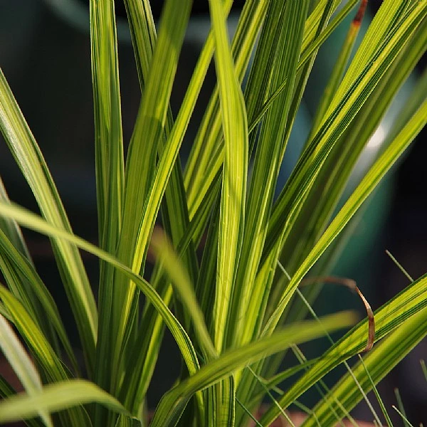 Cordyline 'Jive' 3 Cordyline 'Jive'