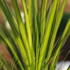 Cordyline 'Jive' 5 Cordyline 'Jive' -Greentide Garden Store CORDJIV 1