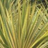 Cordyline Australis 'Torbay Dazzler' -Greentide Garden Store CORDTORDAZ