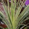 Cordyline 'Lime Passion' -Greentide Garden Store CORLIPA