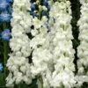 Delphinium 'Moonbeam' 2 Delphinium 'Moonbeam' -Greentide Garden Store DELMOON