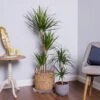Dracaena Marginata (Dragon Tree) -Greentide Garden Store DRACMAR