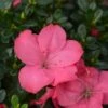 Evergreen Azalea 'Anouk' -Greentide Garden Store EAZAANOUK