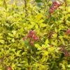 Escallonia 'Golden Carpet' -Greentide Garden Store ESCGOCA