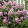 Escallonia 'Pink Elle' -Greentide Garden Store ESCPIEL