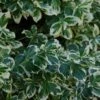 Euonymus Fortunei 'Silver Queen' -Greentide Garden Store EUSQU