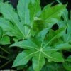 Fatsia Japonica -Greentide Garden Store FAJAP