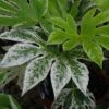 Fatsia Japonica 'Spider's Web' -Greentide Garden Store FATSPIWEB