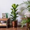 Fiddle-Leaf Fig (Ficus Lyrata) -Greentide Garden Store FICLYR
