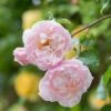 The Generous Gardener English Climbing Rose -Greentide Garden Store GENERGARD