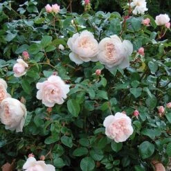 The Generous Gardener English Climbing Rose -Greentide Garden Store GENERGARD 1
